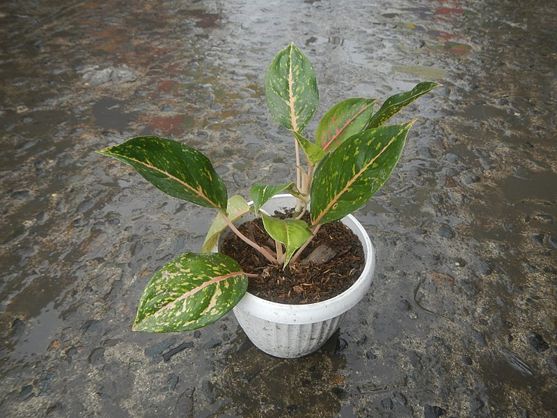 Aglaonema