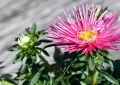 China aster