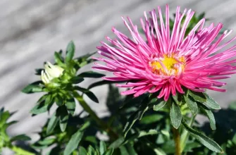 China aster