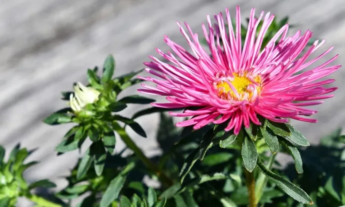 China aster