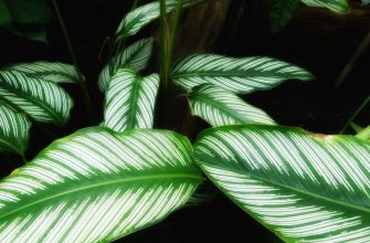 Calathea