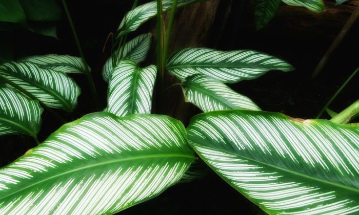 Calathea