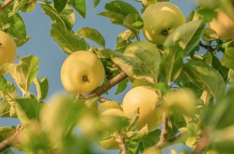 Fruit trees