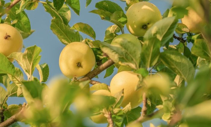 Fruit trees