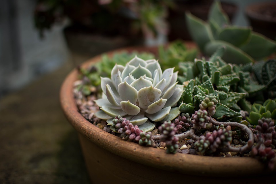 Succulents