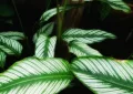 Calathea