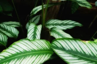 Calathea