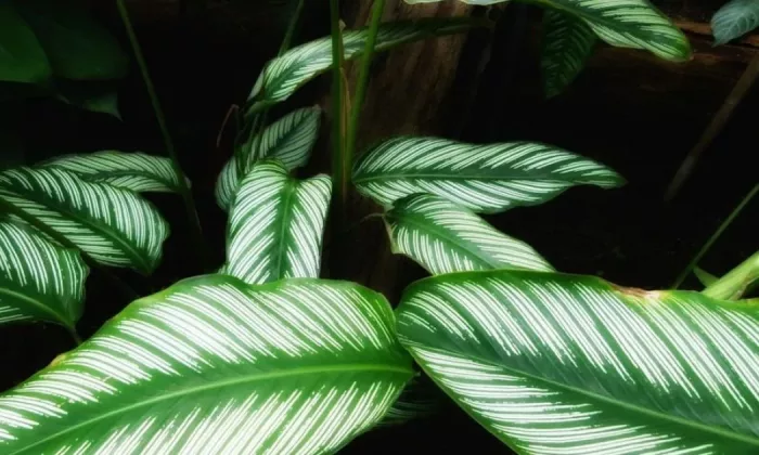 Calathea