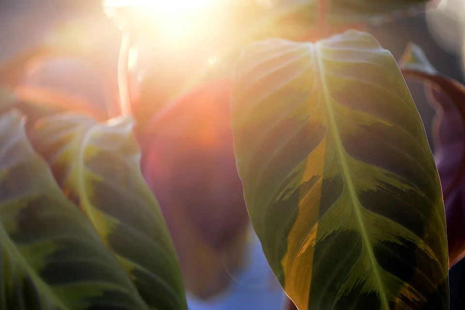 Calathea 