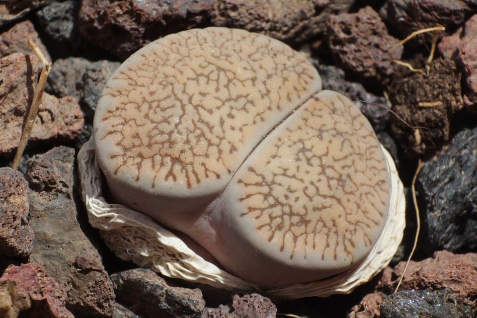 Lithops