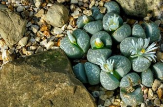 Lithops