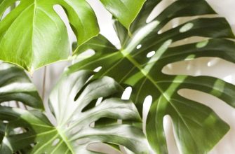 Split-leaf philodendron