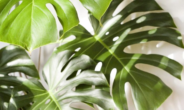 Split-leaf philodendron