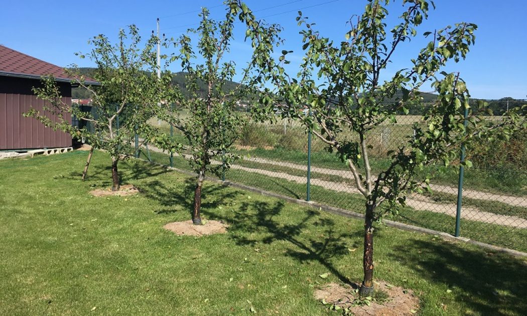 How to plant fruit trees. Step by step instructions