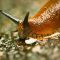 Slugs
