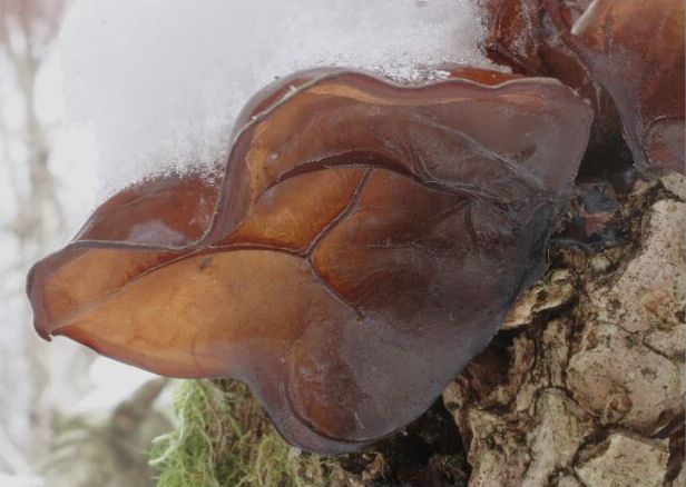 Jew’s ear 