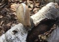 Birch polypore