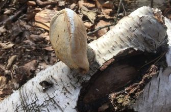 Birch polypore