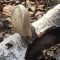 Birch polypore