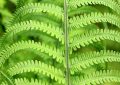 Fern