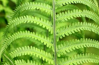 Fern