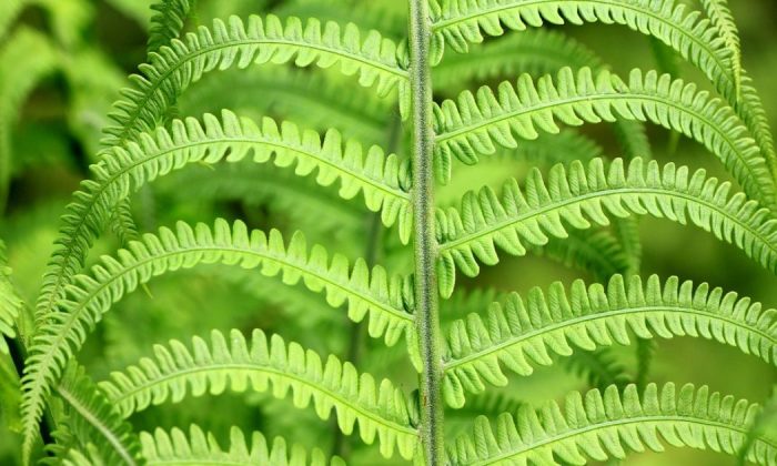 Fern