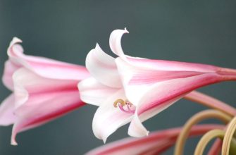 Lilies