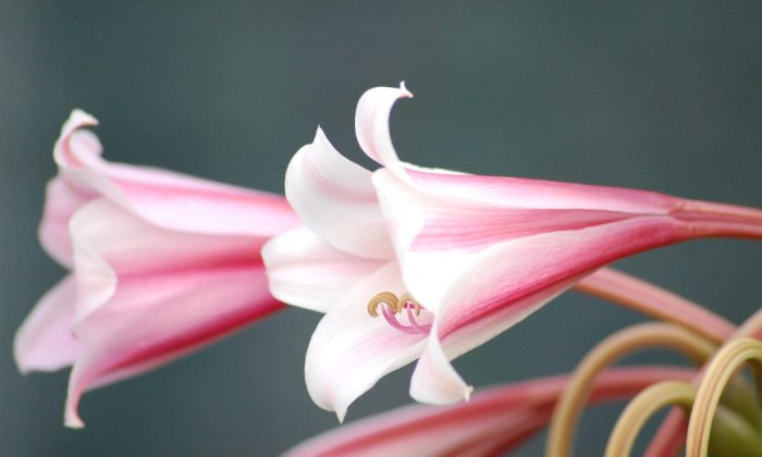 Lilies