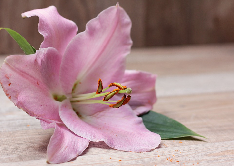 Lilies 
