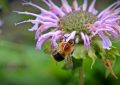 Scarlet bee balm