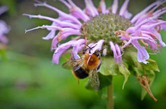 Scarlet bee balm