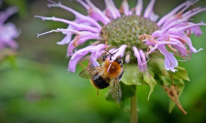 Scarlet bee balm