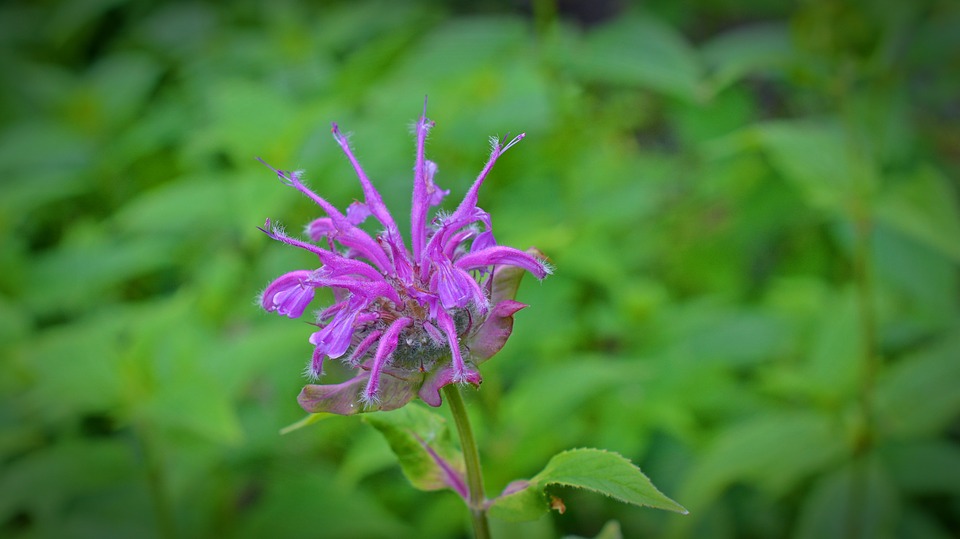 Scarlet bee balm