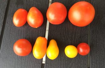 Tomatoes