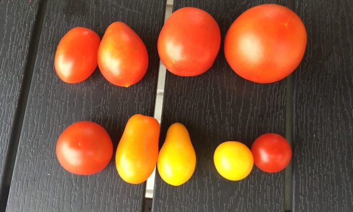 Tomatoes