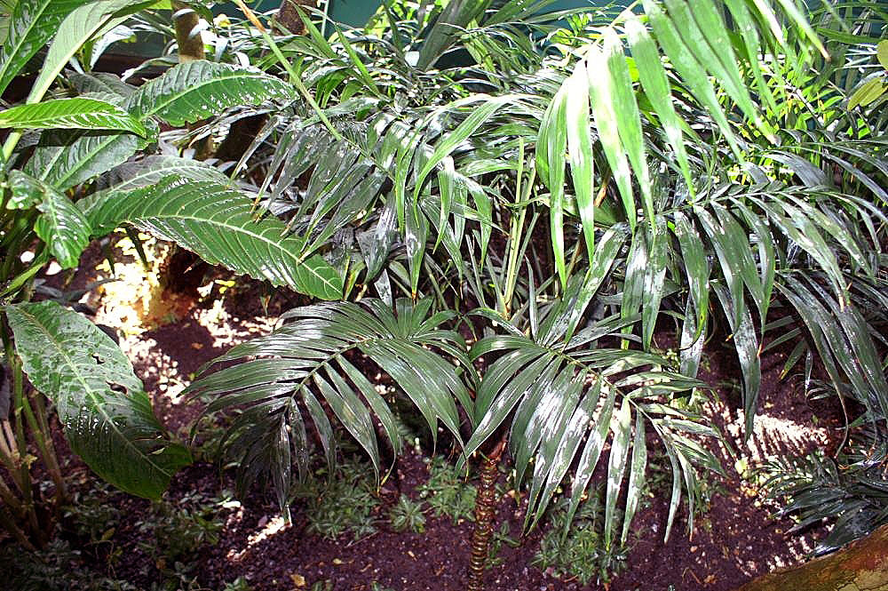 Parlour palm