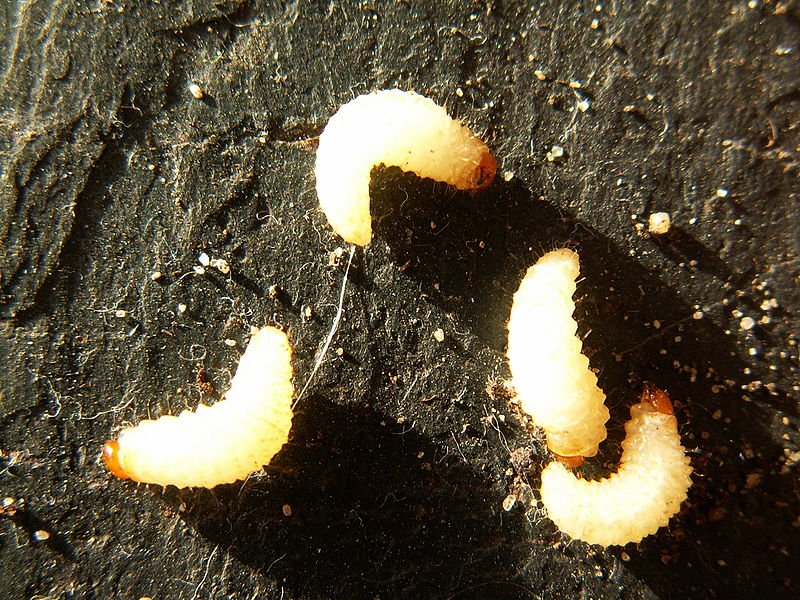 Otiorhynchus