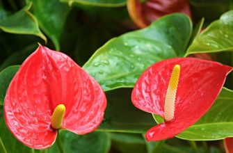 Flamingo flowers