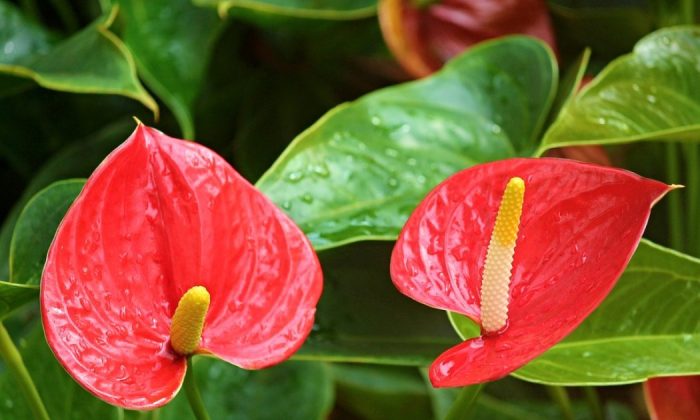 Flamingo flowers