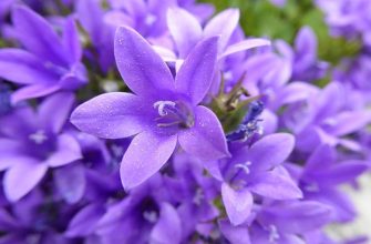 Bell flowers