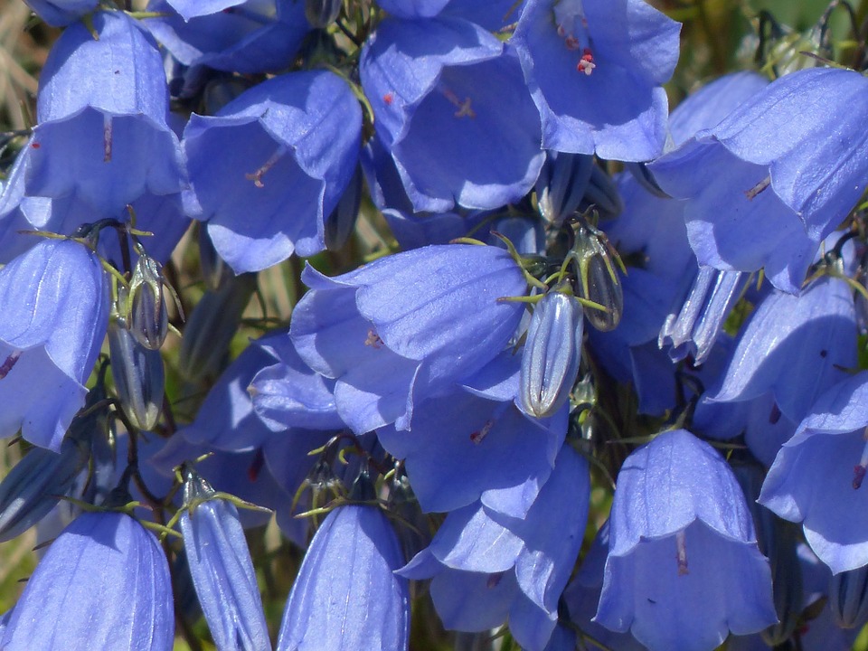 Bell flowers 