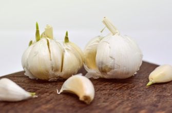 Garlic