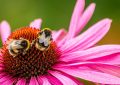 Beehive