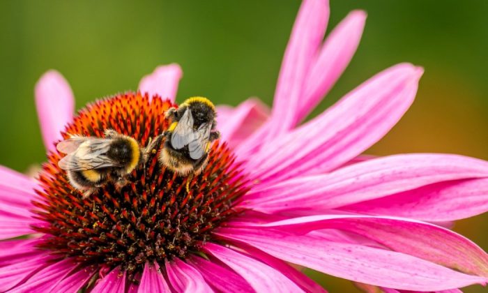 Beehive