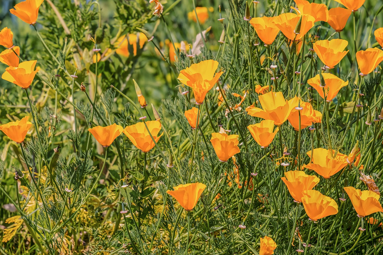 Flowers