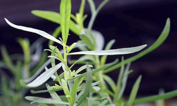 Wild tarragon