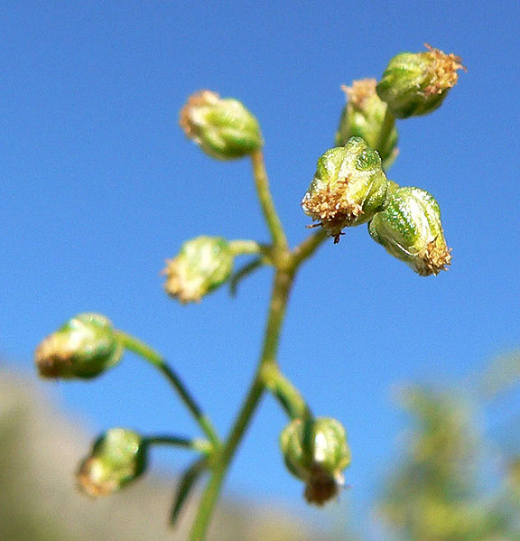 Wild tarragon 