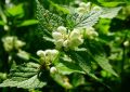 White nettle