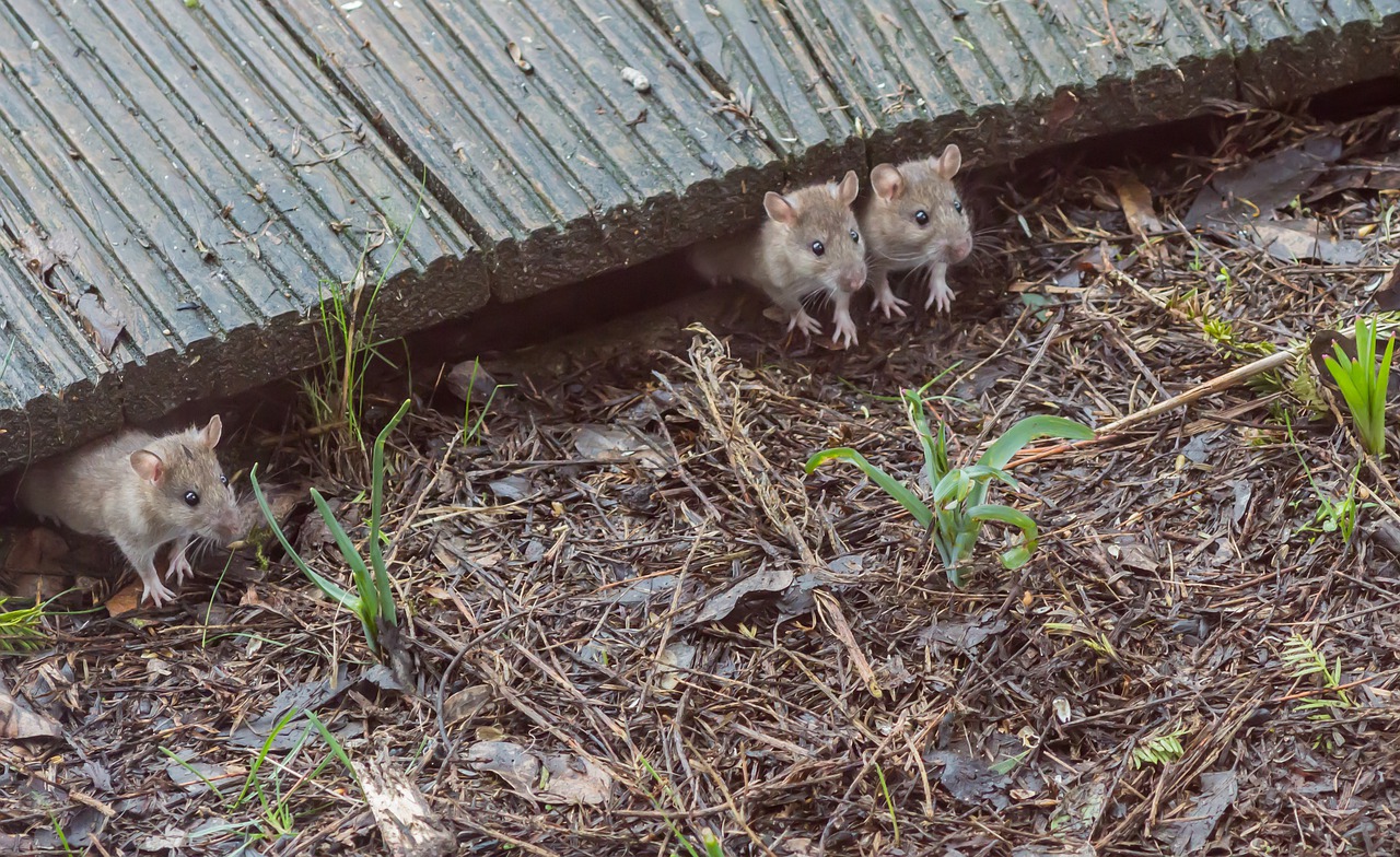 Rodents