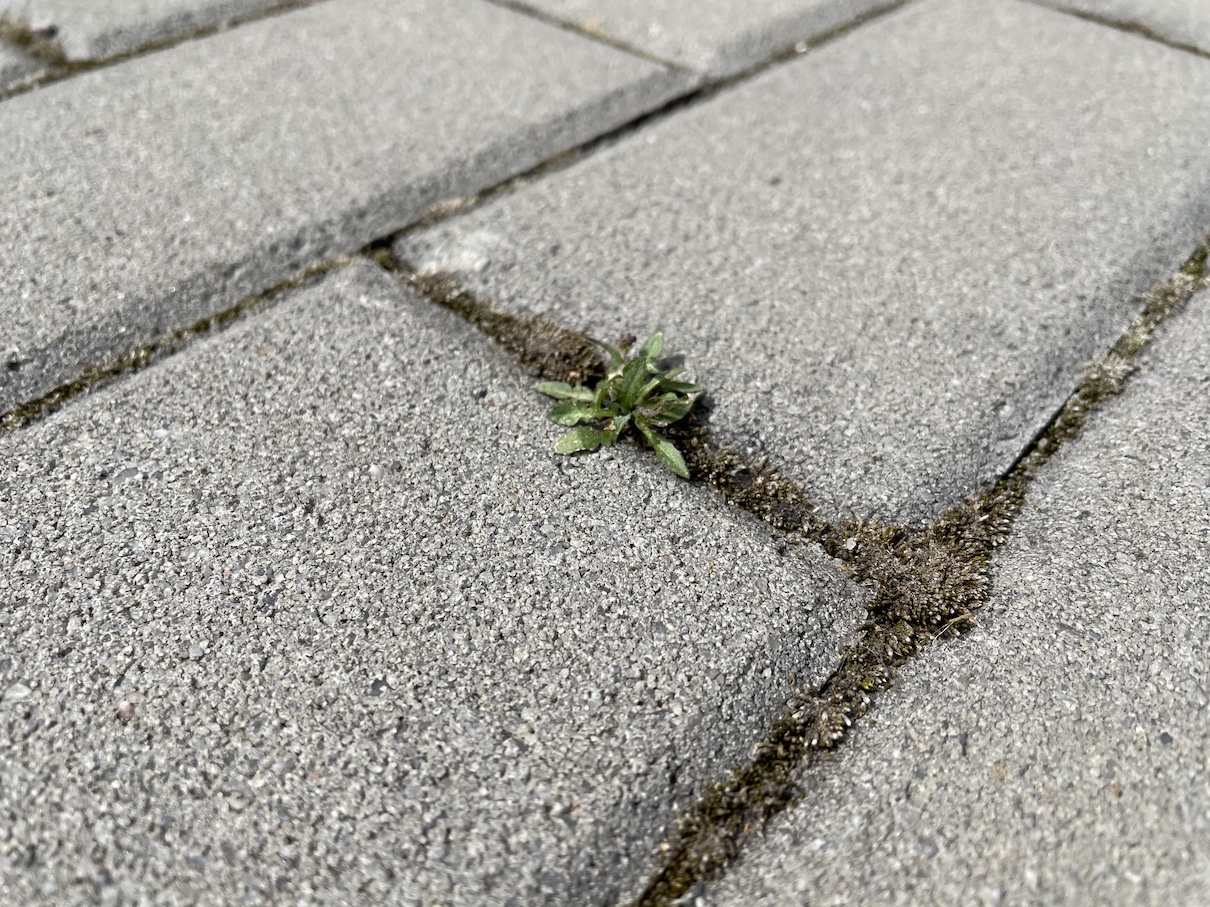 Weed killer